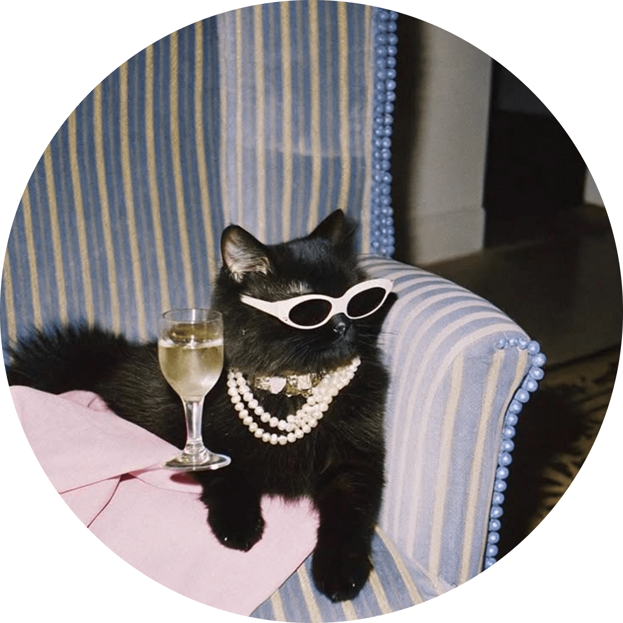 Кот в очках и бусах