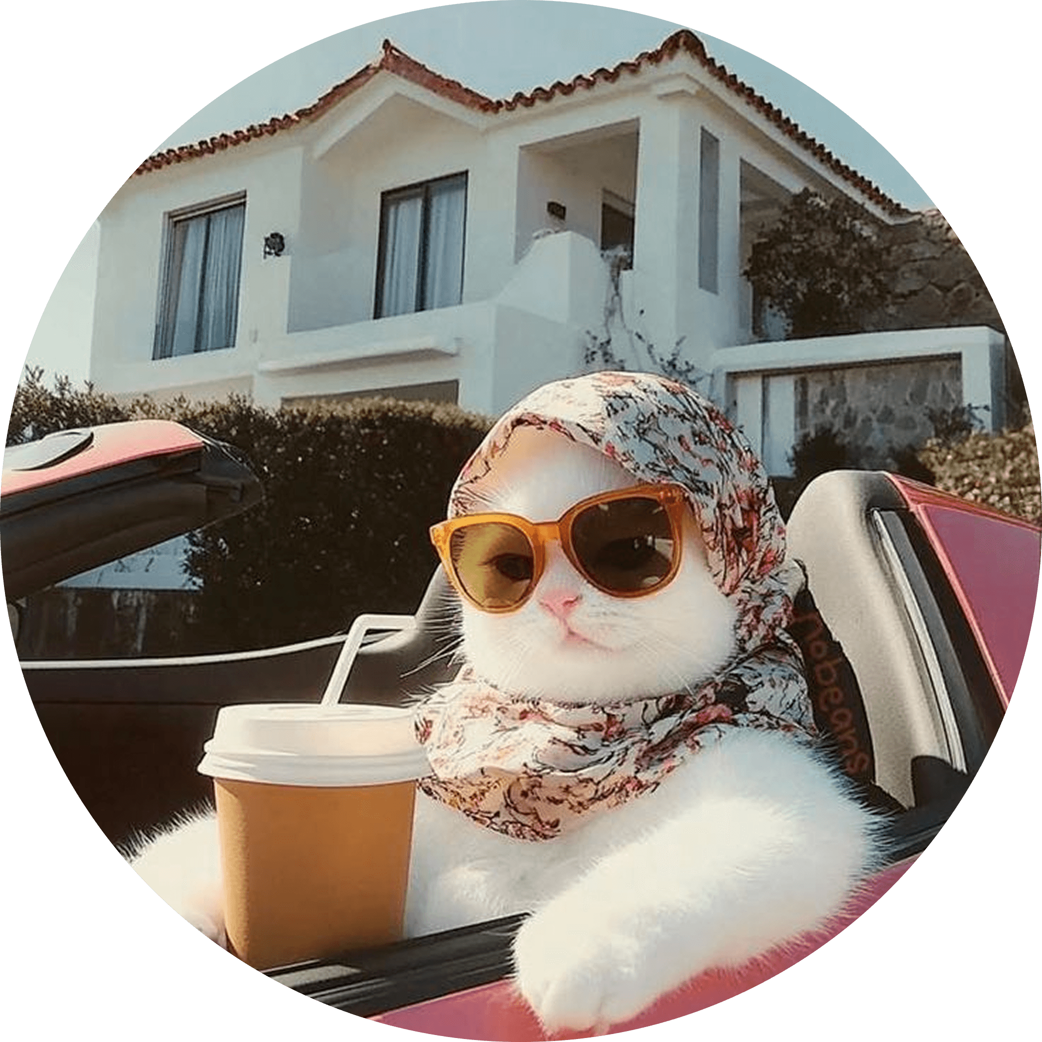 Кот в очках в машине